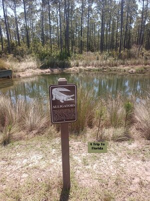 cover image of A Trip to Florida